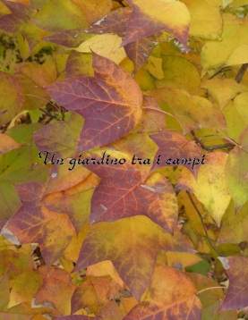 Liquidambar acalycina Liquidambar acalycina