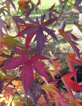 Liquidambar styraciflua "Andrew Hewson" Liquidambar styraciflua "Andrew Hewson"