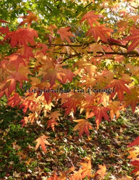 Liquidambar styraciflua "Andrew Hewson" Liquidambar styraciflua "Andrew Hewson"