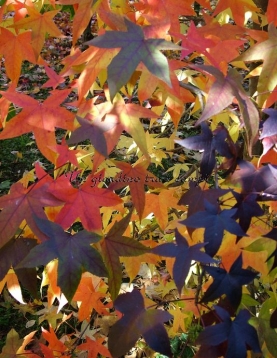 Liquidambar styraciflua "Anja" Liquidambar styraciflua "Anja"