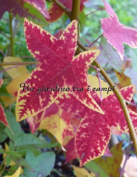 Liquidambar styraciflua "Anja" Liquidambar styraciflua "Anja"