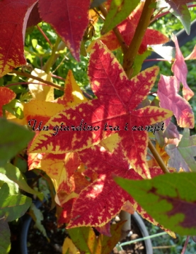 Liquidambar styraciflua "Anja" Liquidambar styraciflua "Anja"