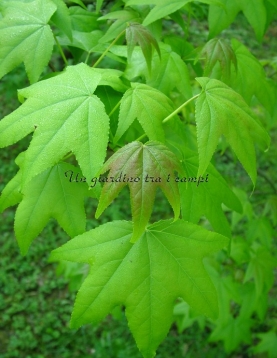 Liquidambar styraciflua "Aurea" Liquidambar styraciflua "Aurea"