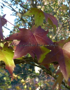 Liquidambar styraciflua "Aurea" Liquidambar styraciflua "Aurea"