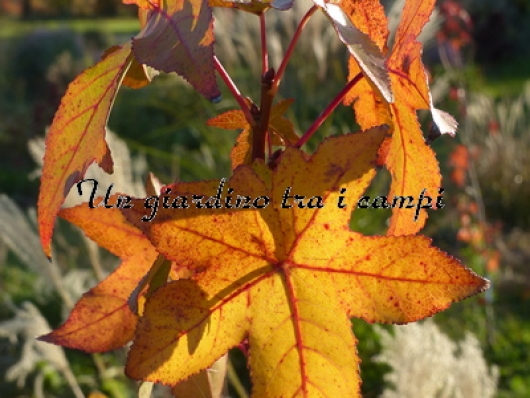 Liquidambar styraciflua "Black Parking"