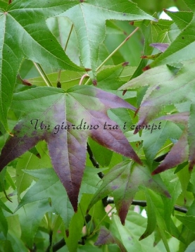 Liquidambar styraciflua "Burgundii" Liquidambar styraciflua "Burgundii"