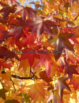 Liquidambar styraciflua "Burgundii" Liquidambar styraciflua "Burgundii"