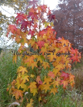 Liquidambar styraciflua "Burgundii" Liquidambar styraciflua "Burgundii"