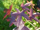 Liquidambar styraciflua "Dark Autumn"