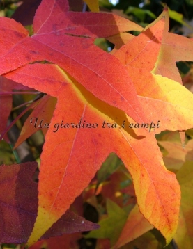 Liquidambar styraciflua "Festival" Liquidambar styraciflua "Festival"