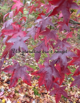 Liquidambar styraciflua "Festival" Liquidambar styraciflua "Festival"