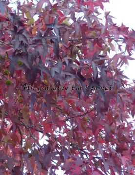 Liquidambar styraciflua "Festival" Liquidambar styraciflua "Festival"