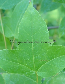 Liquidambar formosana Liquidambar formosana