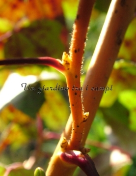 Liquidambar styraciflua "Golden Sun" Liquidambar styraciflua "Golden Sun"