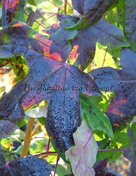 Liquidambar styraciflua "Golden Sun" Liquidambar styraciflua "Golden Sun"