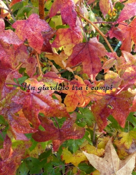 Liquidambar styraciflua "Golden Sun" Liquidambar styraciflua "Golden Sun"