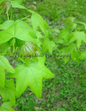 Liquidambar styraciflua "Aurea" Liquidambar styraciflua "Aurea"