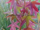 Liquidambar styraciflua "Oktoberglut"