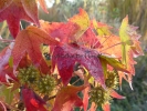 Liquidambar styraciflua "Oktoberglut"