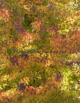 Liquidambar orientalis Liquidambar orientalis