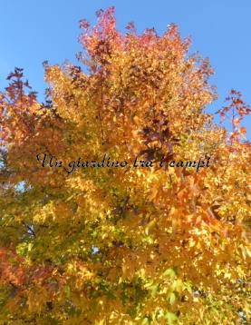 Liquidambar orientalis Liquidambar orientalis