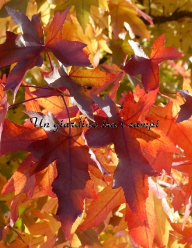 Liquidambar orientalis Liquidambar orientalis