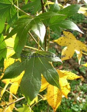 Liquidambar styraciflua "Paarl" Liquidambar styraciflua "Paarl"