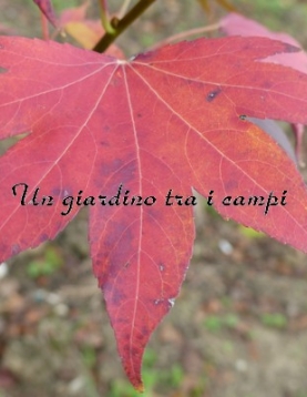 Liquidambar styraciflua "Paarl" Liquidambar styraciflua "Paarl"