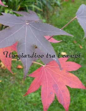 Liquidambar styraciflua "Paarl" Liquidambar styraciflua "Paarl"