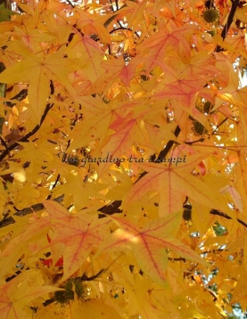 Liquidambar styraciflua "Palo Alto" Liquidambar styraciflua "Palo Alto"