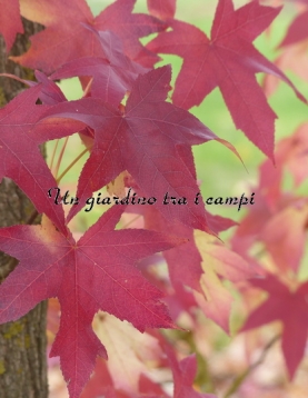 Liquidambar styraciflua "Palo Alto" Liquidambar styraciflua "Palo Alto"