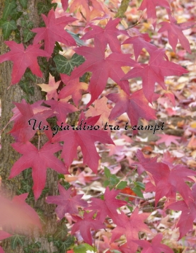 Liquidambar styraciflua "Palo Alto" Liquidambar styraciflua "Palo Alto"