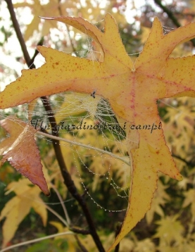 Liquidambar styraciflua "Parasol" Liquidambar styraciflua "Parasol"