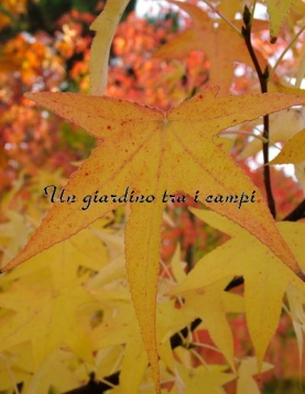 Liquidambar styraciflua "Parasol" Liquidambar styraciflua "Parasol"