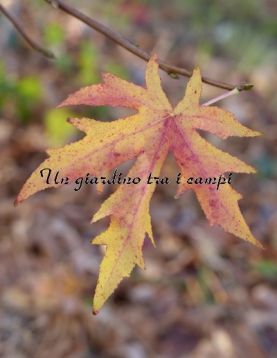 Liquidambar styraciflua "Parasol" Liquidambar styraciflua "Parasol"