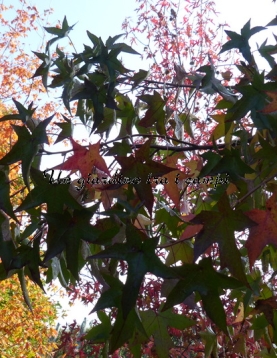 Liquidambar styraciflua "Pendula" Liquidambar styraciflua "Pendula"