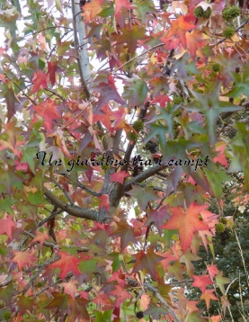 Liquidambar styraciflua "Pendula" Liquidambar styraciflua "Pendula"