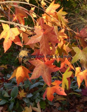 Liquidambar styraciflua "Pendula" Liquidambar styraciflua "Pendula"