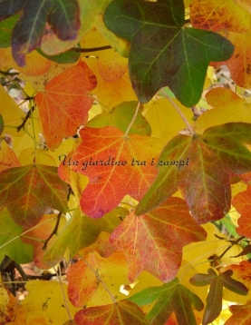 Liquidambar styraciflua "Rotundiloba" Liquidambar styraciflua "Rotundiloba"