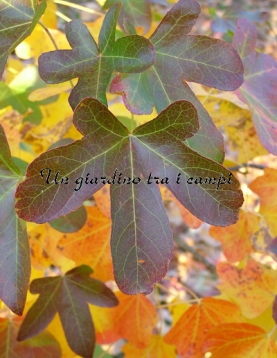 Liquidambar styraciflua "Rotundiloba" Liquidambar styraciflua "Rotundiloba"