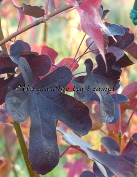 Liquidambar styraciflua "Rotundiloba" Liquidambar styraciflua "Rotundiloba"