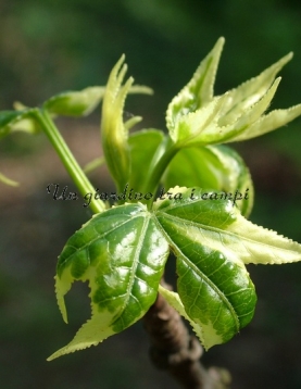 Liquidambar styraciflua "Silver King" Liquidambar styraciflua "Silver King"