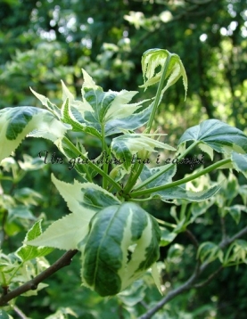 Liquidambar styraciflua "Silver King" Liquidambar styraciflua "Silver King"