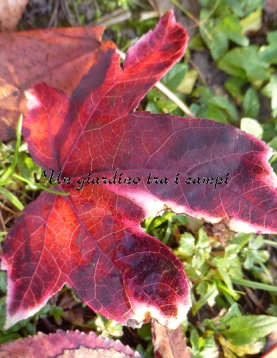 Liquidambar styraciflua "Silver King" Liquidambar styraciflua "Silver King"