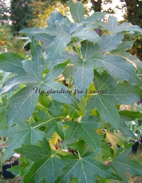 Liquidambar styraciflua "Slender Silhouette" Liquidambar styraciflua "Slender Silhouette"