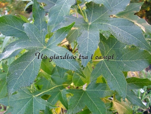 Liquidambar styraciflua "Slender Silhouette" Liquidambar styraciflua "Slender Silhouette"