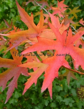 Liquidambar styraciflua "Stared" Liquidambar styraciflua "Stared"