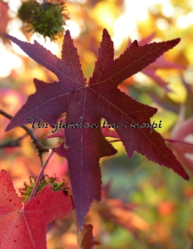 Liquidambar styraciflua "Stared" Liquidambar styraciflua "Stared"