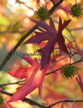 Liquidambar styraciflua "Stared" Liquidambar styraciflua "Stared"