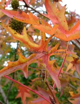 Liquidambar styraciflua "Stella" Liquidambar styraciflua "Stella"